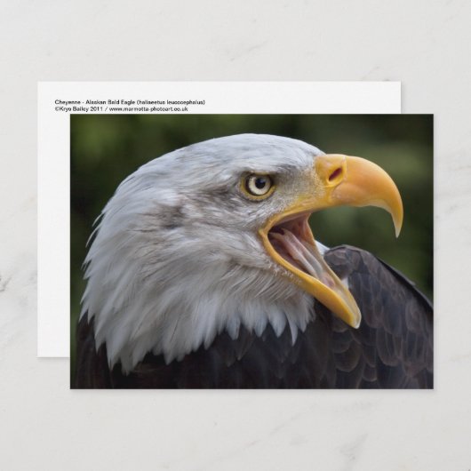 Cheyenne Briefkaart (Voorkant / Achterkant)