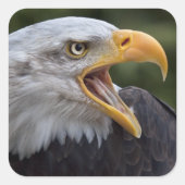 Cheyenne Sticker (Voorkant)