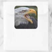 Cheyenne Sticker (Tas)