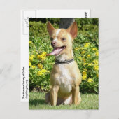 Chi Chi Briefkaart (Voorkant / Achterkant)