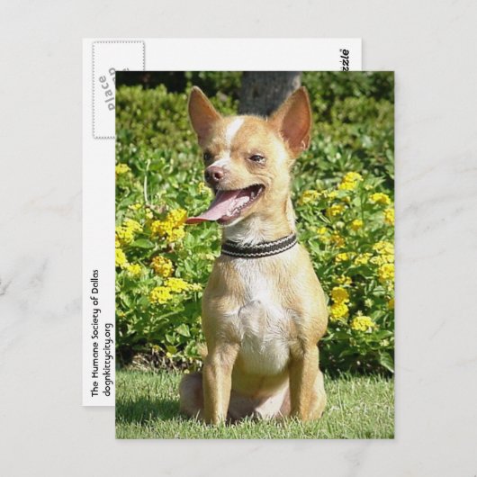 Chi Chi Briefkaart (Voorkant / Achterkant)