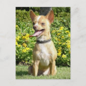 Chi Chi Briefkaart (Voorkant)