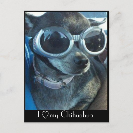 Chi Dog Briefkaart (Voorkant)