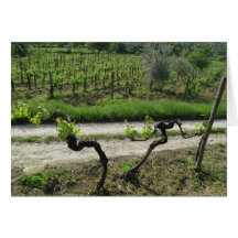 Chianti Vineyard in de regio Toscane (Italië)