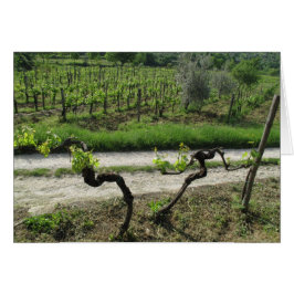 Chianti Vineyard in de regio Toscane (Italië)