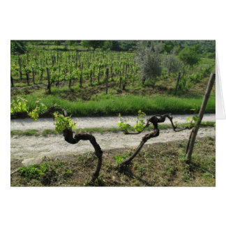 Chianti Vineyard in de regio Toscane (Italië)