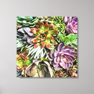 Chic modern kleurrijk Succulent fotopatroon Canvas Afdruk