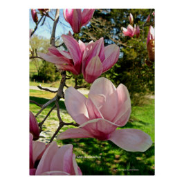Chic Pink Magnolia Floral Foto Poster Print