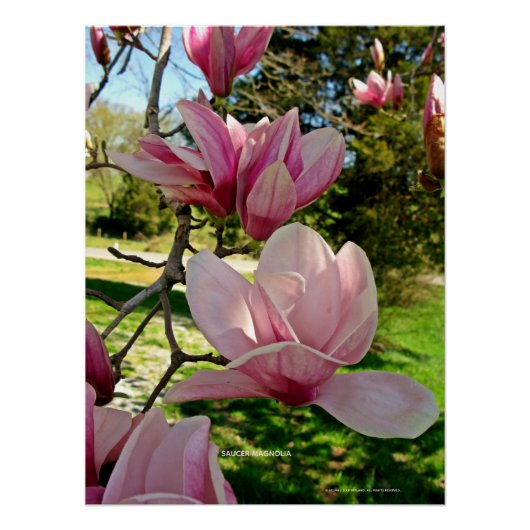 Chic Pink Magnolia Floral Foto Poster Print (Voorkant)