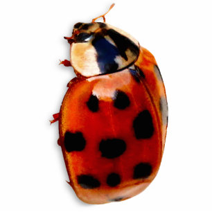 Chic Spotted Ladybug Fotobeeldje Magneet