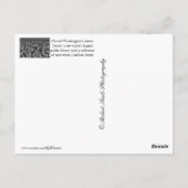 Chicago Briefkaart (Achterkant)