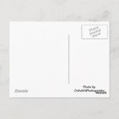 Chicago Harbour Briefkaart (Achterkant)