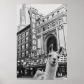 Chicago Llama Poster (Voorkant)