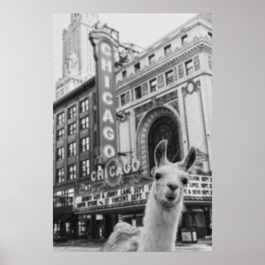 Chicago Llama Poster (Voorkant)