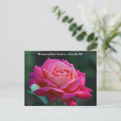 Chicago Peace Roos Briefkaart HRG 500n 2014 (Staand voorkant)