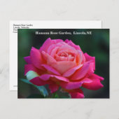 Chicago Peace Roos Briefkaart HRG 500n 2014 (Voorkant / Achterkant)