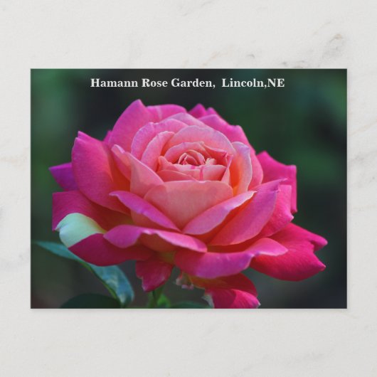 Chicago Peace Roos Briefkaart HRG 500n 2014 (Voorkant)