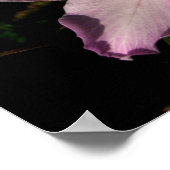 Chichen Itza, Yucatan, Mexico Poster (Hoek)