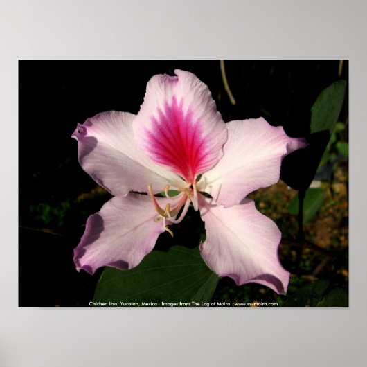Chichen Itza, Yucatan, Mexico Poster (Voorkant)