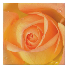 Chichewa Peach Roos Blossom Imitatie Canvas Print