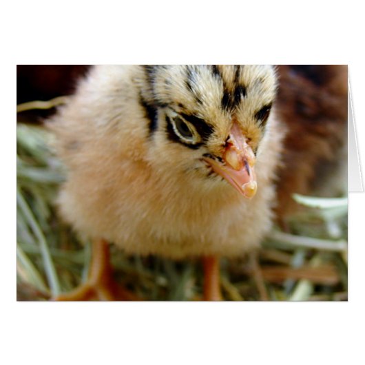 Chick (Voorkant Horizontaal)