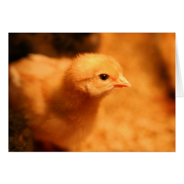 Chick (Voorkant Horizontaal)