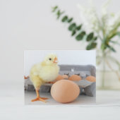 Chick and Egg Carton met bruine eieren Briefkaart (Staand voorkant)