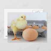 Chick and Egg Carton met bruine eieren Briefkaart (Voorkant / Achterkant)