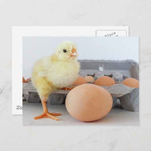 Chick and Egg Carton met bruine eieren Briefkaart (Voorkant / Achterkant)