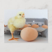 Chick and Egg Carton met bruine eieren Briefkaart (Voorkant)