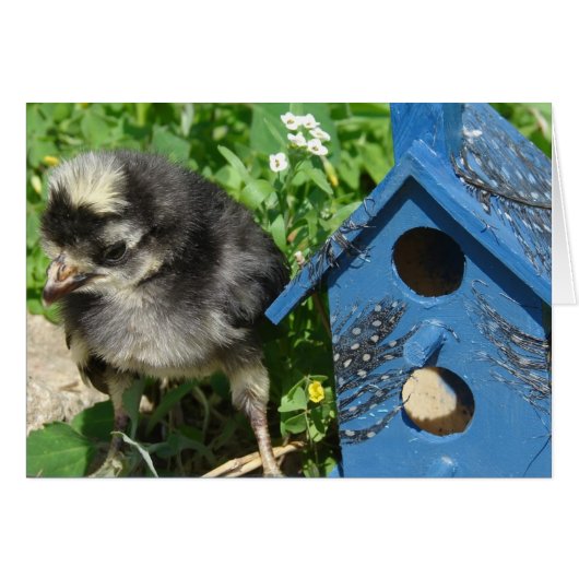 Chick and Mixed Media Birdhouse (Voorkant Horizontaal)