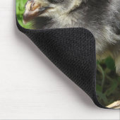 Chick and Mixed Media Birdhouse Muismat (Hoek)