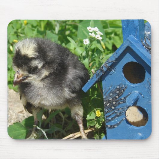 Chick and Mixed Media Birdhouse Muismat (Voorkant)