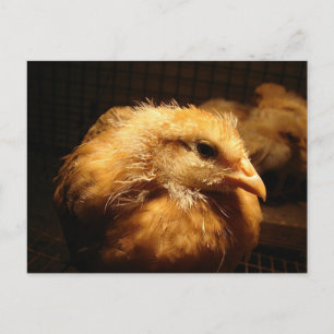 Chick Briefkaart