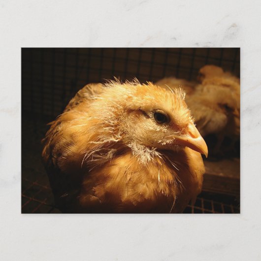 Chick Briefkaart (Voorkant)