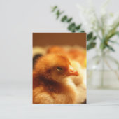 Chick Briefkaart (Staand voorkant)