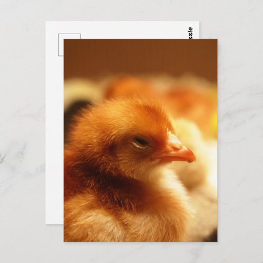 Chick Briefkaart (Voorkant / Achterkant)