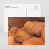 Chick Duo Briefkaart (Voorkant / Achterkant)