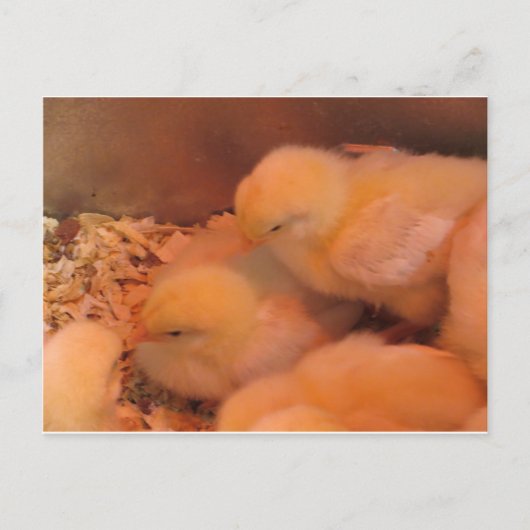 Chick Duo Briefkaart (Voorkant)