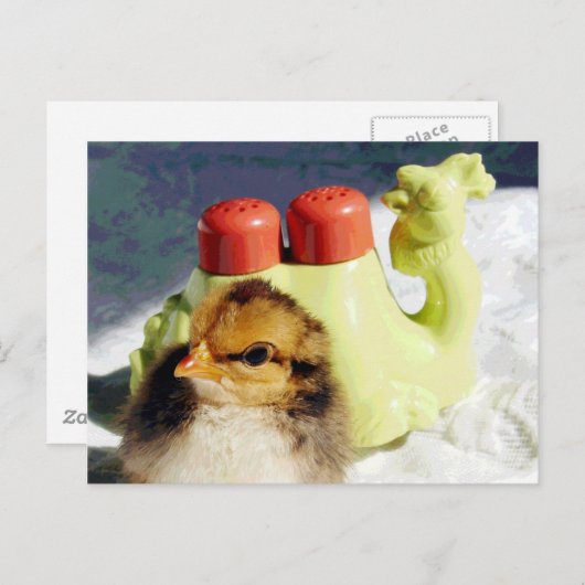Chick en Camel Briefkaart (Voorkant / Achterkant)