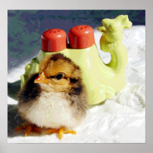 Chick en Camel Poster