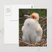 Chick galapagos briefkaart (Voorkant / Achterkant)
