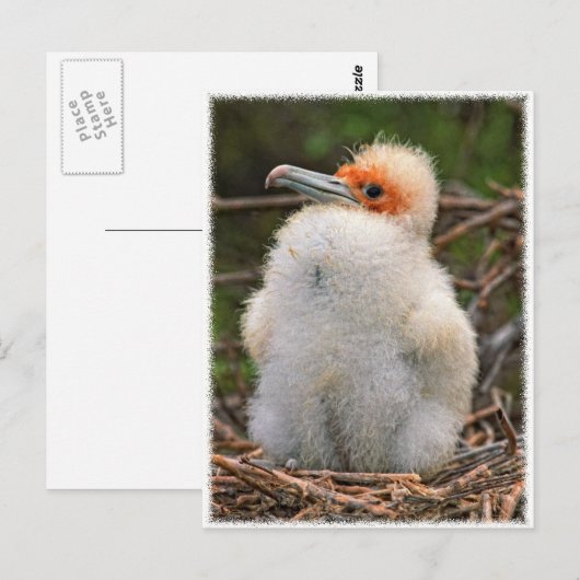 Chick galapagos briefkaart (Voorkant / Achterkant)