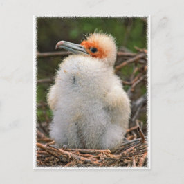 Chick galapagos briefkaart