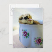 Chick in een Tea Cup Feestdagenkaart (Voorkant / Achterkant)