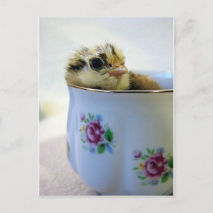 Chick in een Tea Cup Feestdagenkaart