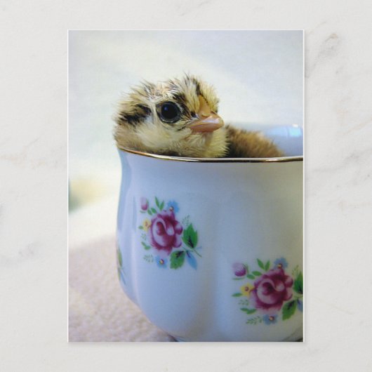 Chick in een Tea Cup Feestdagenkaart (Voorkant)