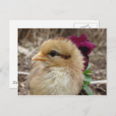 Chick in Pansy Garden Briefkaart (Voorkant / Achterkant)