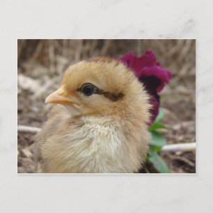 Chick in Pansy Garden Briefkaart