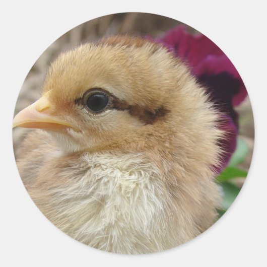 Chick in Pansy Garden Ronde Sticker (Voorkant)
